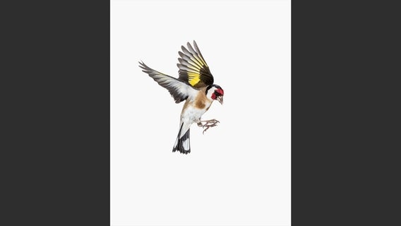 Carduelis carduelis © Hatje Cantz Verlag Foto: Sanna Kannisto