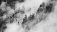 Tannen im Nebel © photocase.de Foto: Kai Eckert