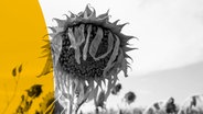 Eine welke, vertrocknete Sonnenblume steht auf einem Feld in der Lausitz. © WDR/picture alliance/Andreas Franke Foto: Andreas Franke