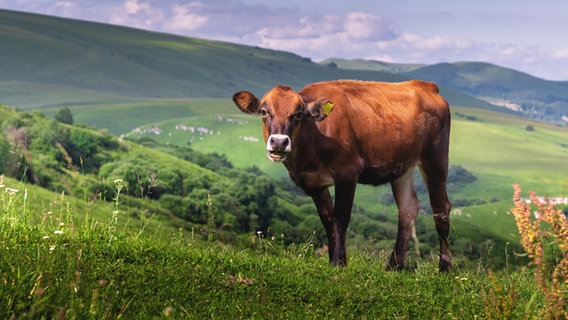 Porträt einer Kuh auf der Wiese in den Bergen. © picture alliance / Zoonar | Ian Iankovskii Foto: Ian Iankovskii