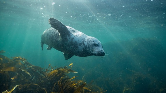 Ein Unterwasserbild eines Seehundes. © Doclights/NDR Naturfilm Foto: Thomas Behrend