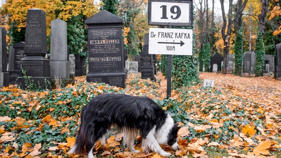 Ein Hund schnüffelt in herbstlichen Blättern auf einem Friedhof, dahinter steht ein Schild mit "Dr. Franz Kafka 100 Meter" in der ARD/NDR-Doku "Kafka und ich" © NDR/Benjamin Kahlmeyer 