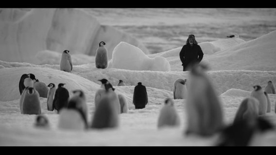 Pinguine in einer schneebedeckten Landschaft © Screenshot NDR 