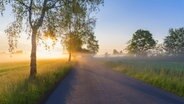 Bäume stehen bei Sonnenaufgang und im Frühnebel an einer Straße © IMAGO/blickwinkel 