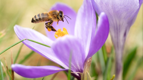 Eine Biene ist im Anflug auf einen blühenden Krokus. © picture alliance/dpa | Hauke Schröder 