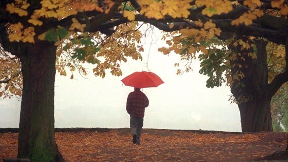 Ein Spaziergänger mit Regenschirm läuft unter Kastanienbäumen entlang. © dpa - Fotoreport Foto: Stephanie Pilick