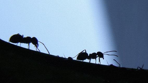 Die Silhouetten von zwei Ameisen. © photocase Foto: AP-solution