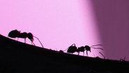 Die Silhouetten von zwei Ameisen. © photocase Foto: AP-solution