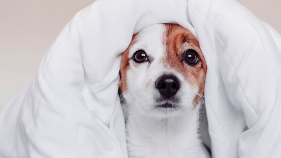 Hund schaut unter einer Decke hervor © IMAGO / Westend61 