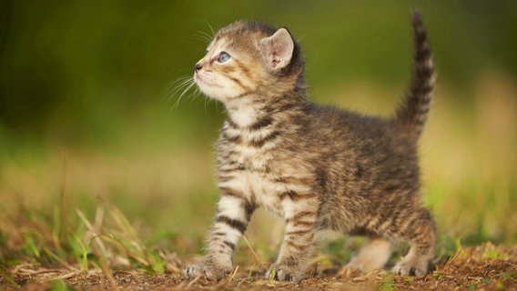 Katzenbaby auf einer Wiese © picture alliance / blickwinkel/D. u. M. Sheldon | D. u. M. Sheldon 