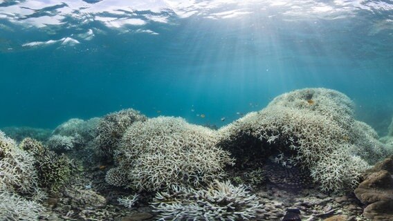 Weiß verblichene Korallen stehen auf einem Felsen des Great Barrier Reef vor Australien © picture alliance/dpa/Great Barrier Reef Foundation 