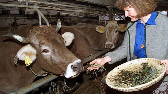 Eine Bäuerin füttert ihre Kuh mit Kräutern. Das soll die Abwehrkräfte stärken und das Tier vor Krankheiten bewahren.  Foto: Stefan Puchner