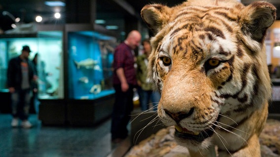 Ein ausgestopfter Tiger im Museum der Natur - Zoologie Hamburg © Lange Nacht der Museen / Museumsdienst HH / Mario Sturm Foto: Mario Sturm