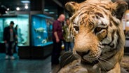 Ein ausgestopfter Tiger im Museum der Natur - Zoologie Hamburg © Lange Nacht der Museen / Museumsdienst HH / Mario Sturm Foto: Mario Sturm