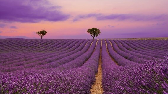 Ein Lavendelfeld in der Provence © picture alliance / Zoonar | Anton Eine 