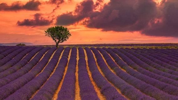 Ein Lavendelfeld in der Abenddämmerung © photcase Foto: BreakingTheWalls