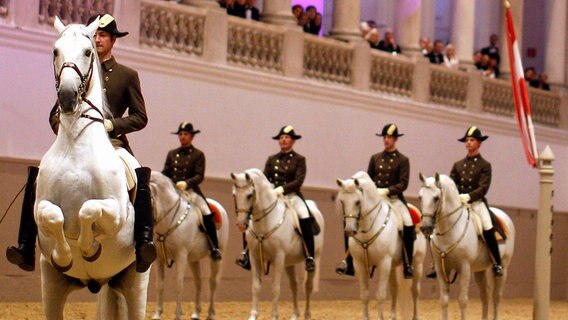 Weißer Lipizzaner mit Reiter in Formation. © picture alliance/APA/picturedesk.com 