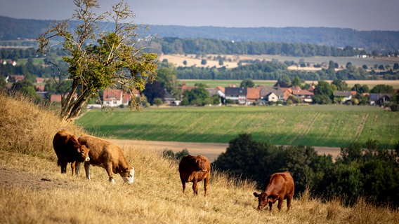 Kühe stehen auf einer Wiese © picture alliance/dpa | Moritz Frankenberg Foto: Moritz Frankenberg