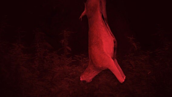 Ein totes Tier ohne Kopf hängt. Man sieht nicht, woran es aufgehängt wurde. Fell und Körperform verraten, dass es sich um ein Reh handelt. © picture alliance / blickwinkel/P. Cairns | P. Cairns Foto:  blickwinkel/P. Cairns | P. Cairns