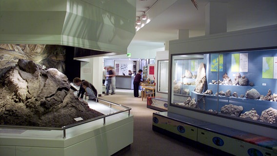 Blick in die Ausstellungsräume des Museums für Natur und Umwelt Lübeck. © Lübecker Museen 