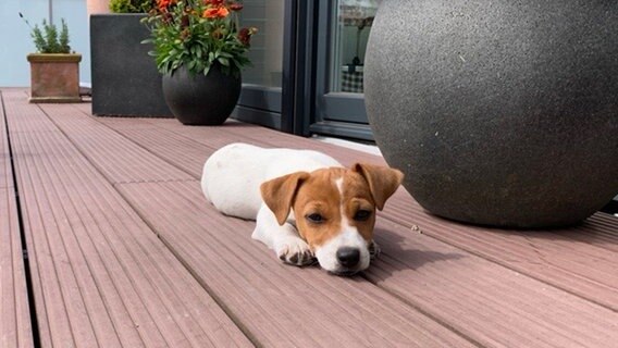 Ein Hund liegt auf einer Veranda. © Jennifer Philipp 
