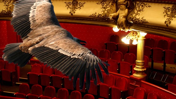 Ein Geier kreist im Opernsaal (Montage) © Fotolia.com Foto: Oper: matteo NATALE, Geier: Bernd S.