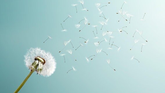 Pusteblume im Wind vor blauem Himmel © picture alliance / Zoonar Foto: Waldemar Thaut