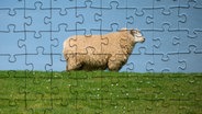 Ein Schaf auf einem Deich als Puzzle © picture alliance / Bildagentur-online Foto: McPhoto-Scholz