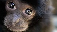 Siamang im Tierpark Bad Pyrmont © Tierpark Bad Pyrmont 