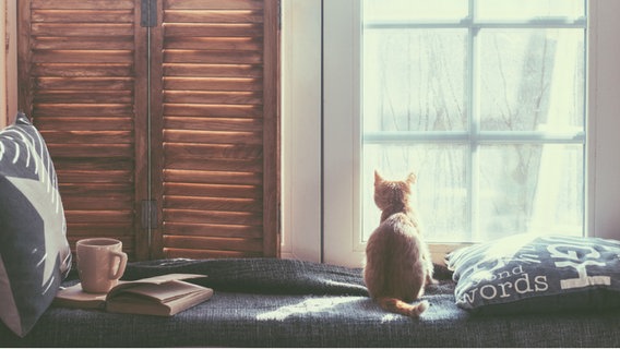 Katze sitzt am Fenster neben Buch und Becher. © fotolia Foto: Alena Ozerova