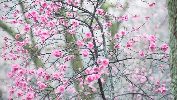 japanische Kirschblüten © dpa-Bildfunk Foto: epa/Everett Kennedy Brown