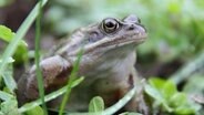 Ein Frosch mit goldenen Augen sitzt im Gras. © NDR.de Foto: Anika Dallmer