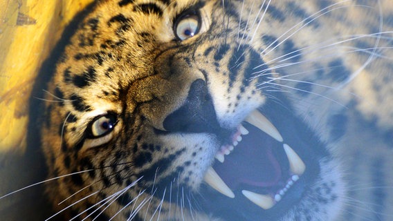 Ein Leopard faucht in die Kamera © imago/ITAR-TASS Foto: Yuri Smityuk