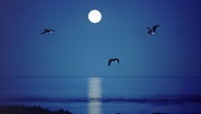Pelikane bei Vollmond über die Pazifikküste fliegend © Picture Alliance Foto: Chad Ehlers