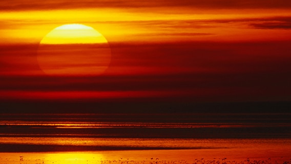 Stimmungsvoller Sonnenuntergang über dem Wattenmeer mit Vögeln. © pictuer alliance Foto: Helge Schulz