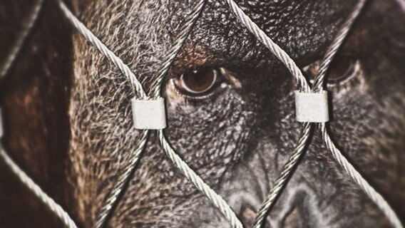 Ein Affe schaut durch einen Stahlzaun. © pepipepper / photocase.de Foto: pepipepper