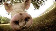 Ein Schwein schaut direkt in die Kamera. © Atreyu1980 / photocase.de Foto: Atreyu1980