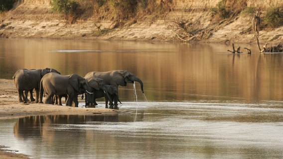 Elefanten im South Luangwa Valley National Park in Sambia © IMAGO / Ardea / M. Watson 10787081 