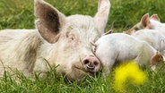 Schweine liegen auf der Wiese © picture alliance / Zoonar | Fraenks 