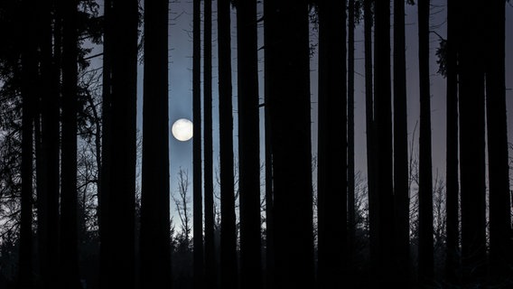 Vollmond, der durch Geäst scheint. © jarts / photocase.de Foto: jarts