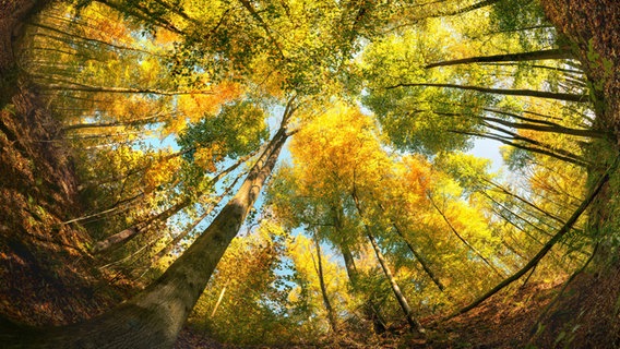 Ein bunter Herbstwald. © picture alliance / Shotshop | Smileus Foto: Smileus