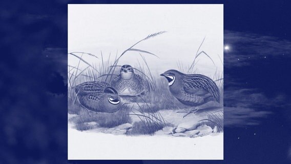 Wachteln in einer Illustration von John Gould and H.C. Richter, 19. Jh.. © picture alliance / photocase / Liszt Collection (m) Foto: John Gould & H.C. Richter / Catalenca