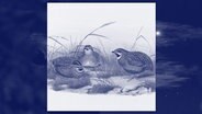 Wachteln in einer Illustration von John Gould and H.C. Richter, 19. Jh.. © picture alliance / photocase / Liszt Collection (m) Foto: John Gould & H.C. Richter / Catalenca
