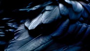Die schwarzen Federn eines Raben. © Photocase Foto: Mella