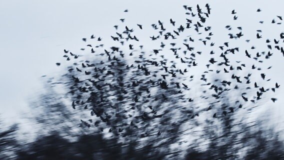 Ein Schwarm Vögel im Flug. © Photocase Foto: Steffz