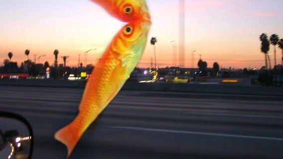 Ein Fisch im Vordergrund, im Hintergrund die Stadt LA. © photocase / Montage Foto: Bepslabor / FireFly