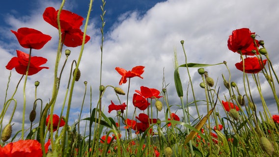 Mohnblumen, die in den blauen Himmel ragen © picture alliance/dpa | Thomas Warnack 