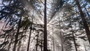 Wald im Nebel mit Sonnenstrahlen © Photocase Foto: .marqs