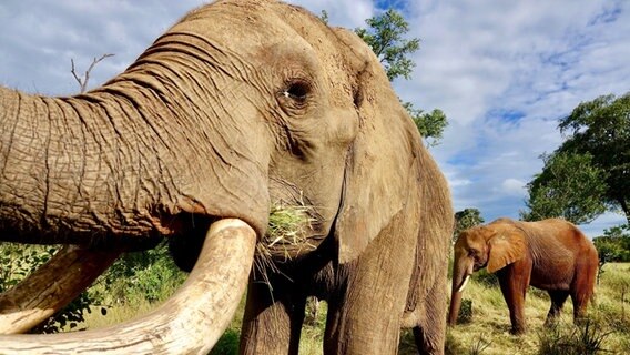 Elefanten in Botswana © Zorillafilm 