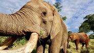 Elefanten in Botswana © Zorillafilm 